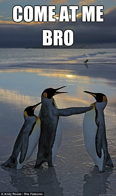 Come at me bro  - Come at me bro   Fighting penguins
