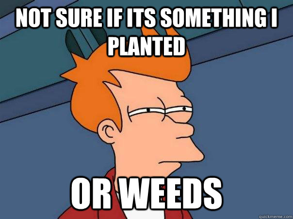 Not sure if its something I planted OR WEEDS - Not sure if its something I planted OR WEEDS  Futurama Fry