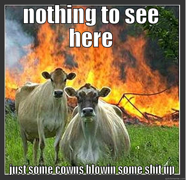 crazy cows bein crazy - NOTHING TO SEE HERE JUST SOME COWNS BLOWIN SOME SHIT UP Evil cows