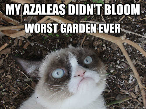 my azaleas didn't bloom worst garden ever - my azaleas didn't bloom worst garden ever  Grumpy Gardener Cat