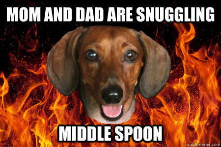 Mom and dad are snuggling Middle spoon  Demonic Dachshund