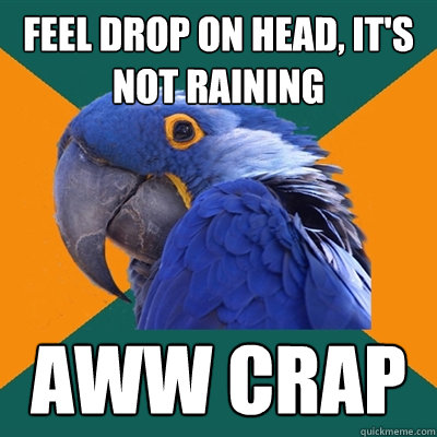 feel drop on head, it's not raining aww crap - feel drop on head, it's not raining aww crap  Paranoid Parrot