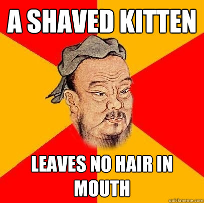 a shaved kitten leaves no hair in mouth  Confucius says