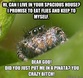 Hi, can i live in your spacious house? I promise to eat flies and keep to myself. dear god!
 did you just put me in a pinata? you crazy bitch!  Misunderstood Spider