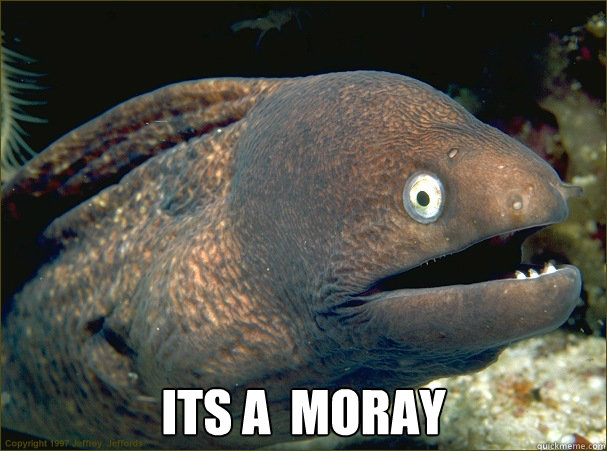  ItS a  MORAY  Bad Joke Eel