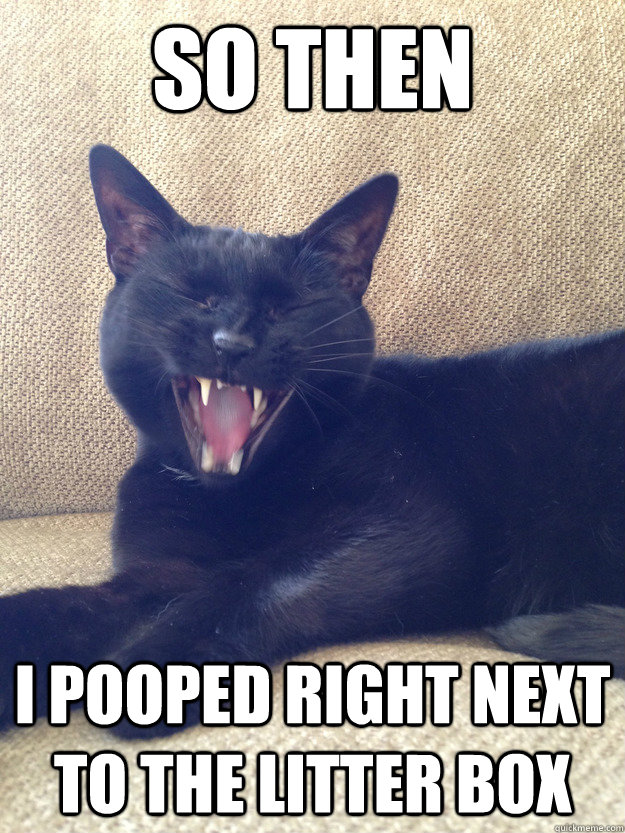 Hilarious Cat Litter Memes