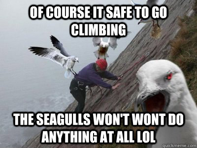 Of course it safe to go climbing The seagulls won't wont do anything at all lol - Of course it safe to go climbing The seagulls won't wont do anything at all lol  Aberdeen Seagulls