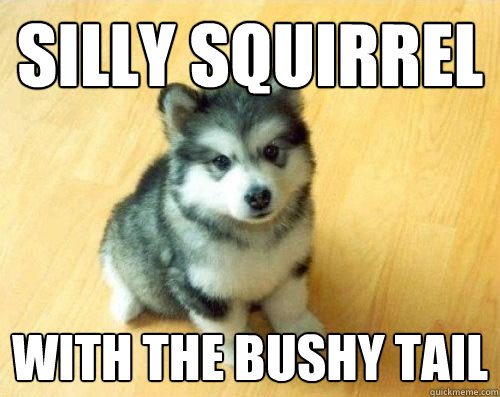 SILLY SQUIRREL WITH THE BUSHY TAIL  Baby Courage Wolf