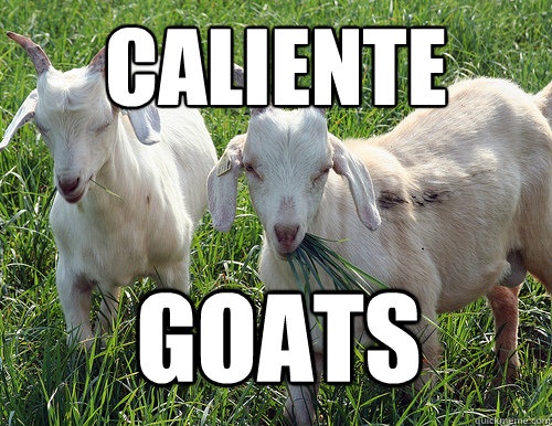 caliente goats  