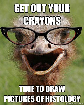 GET out your crayons time to draw pictures of histology  Judgmental Bookseller Ostrich