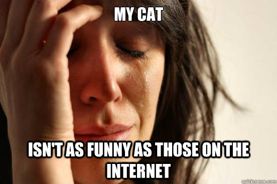 My cat isn't as funny as those on the internet  First World Problems