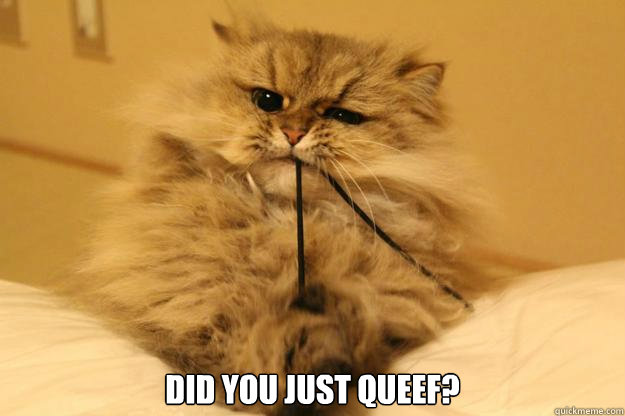  Did you just queef? -  Did you just queef?  What The Hell Cat
