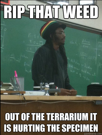 rip that weed out of the terrarium it is hurting the specimen  Rasta Science Teacher