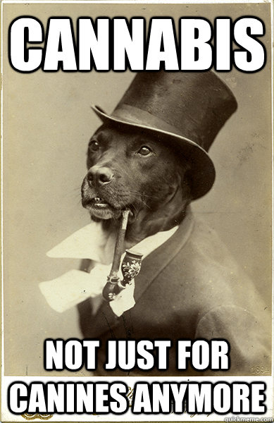 cannabis not just for canines anymore  Old Money Dog