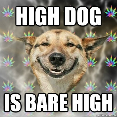 High dog is bare high  Stoner Dog