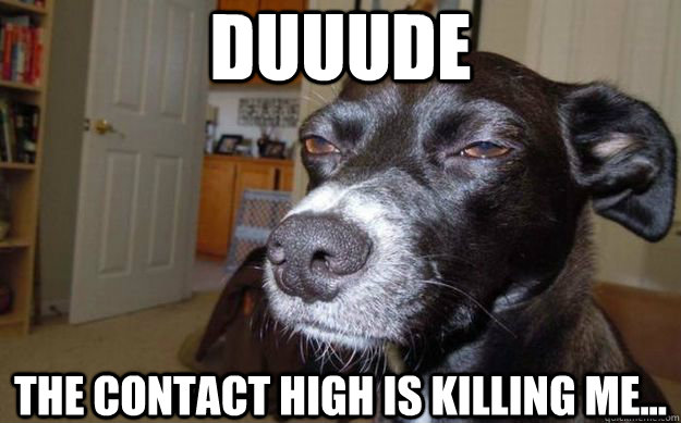 Duuude the contact high is killing me...  Skeptical Mutt