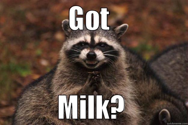 GOT  MILK? Evil Plotting Raccoon