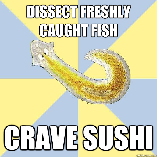 dissect freshly caught fish crave sushi  Bio Major Planarian