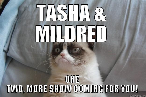 TASHA & MILDRED ONE TWO, MORE SNOW COMING FOR YOU! Grumpy Cat