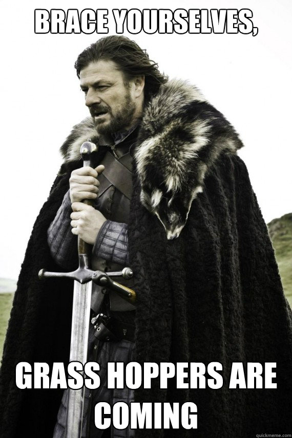 Brace yourselves, GRASS HOPPERS ARE COMING  Brace yourself