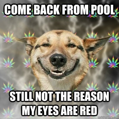 Come back from pool Still not the reason my eyes are red  Stoner Dog