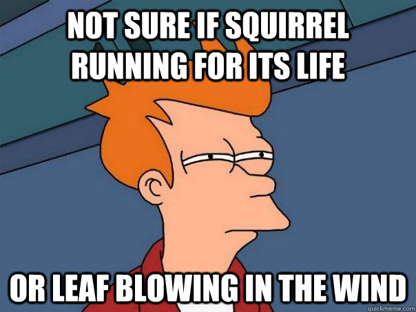 not sure if squirrel running for its life or leaf blowing in the wind  Futurama Fry