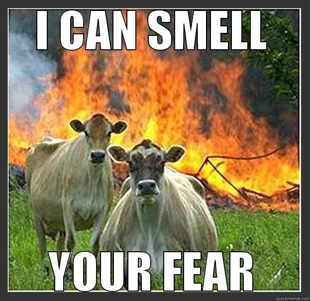 I CAN SMELL YOUR FEAR Evil cows