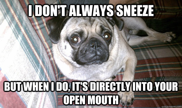 i don't always sneeze but when i do, it's directly into your open mouth - i don't always sneeze but when i do, it's directly into your open mouth  Most Interesting Pug Alive