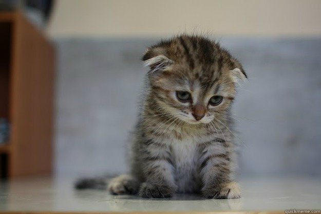    Sad Kitten