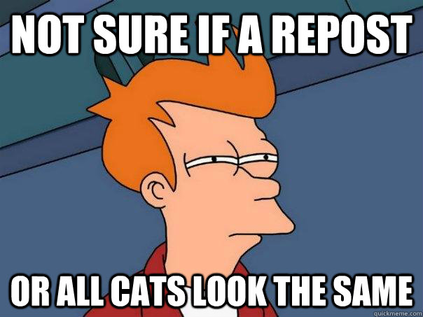 Not sure if a repost or all cats look the same  Futurama Fry