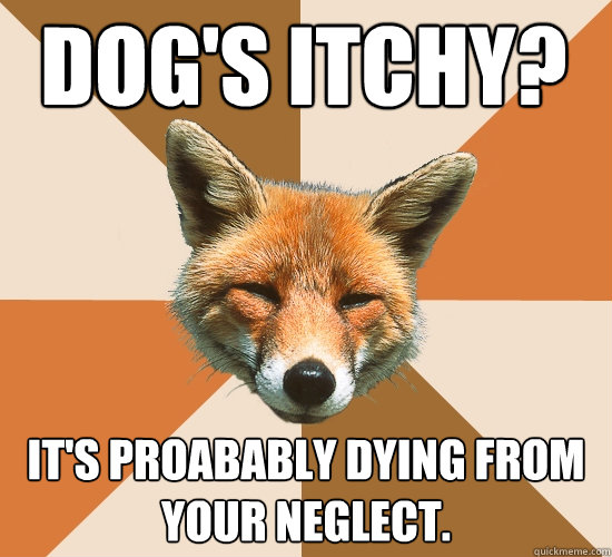 Dog's itchy? It's proabably dying from your neglect.  Condescending Fox