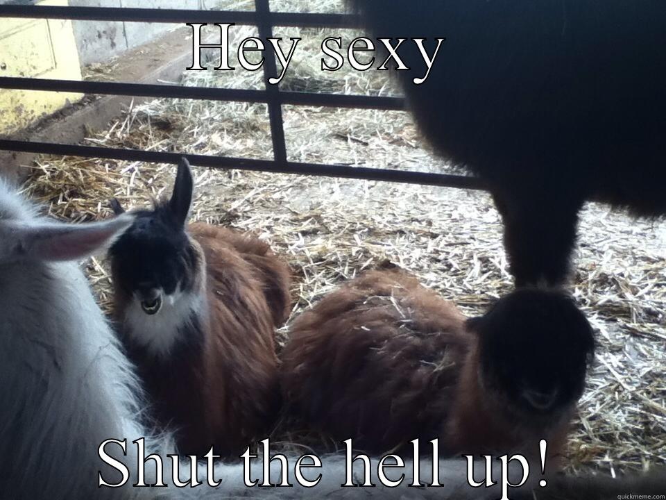 HEY SEXY  SHUT THE HELL UP! Misc