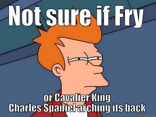 NOT SURE IF FRY OR CAVALIER KING CHARLES SPANIEL ARCHING ITS BACK Futurama Fry