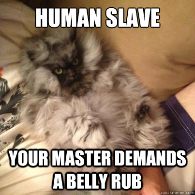 human slave Your master demands a belly rub  