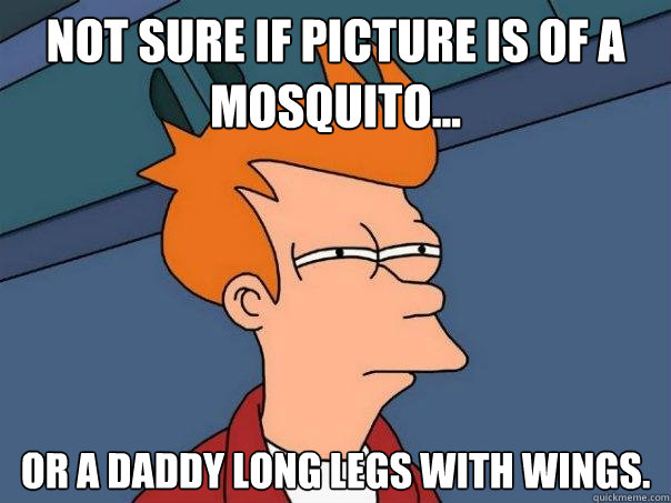 Not sure if picture is of a mosquito... or a Daddy Long Legs with wings.  Futurama Fry