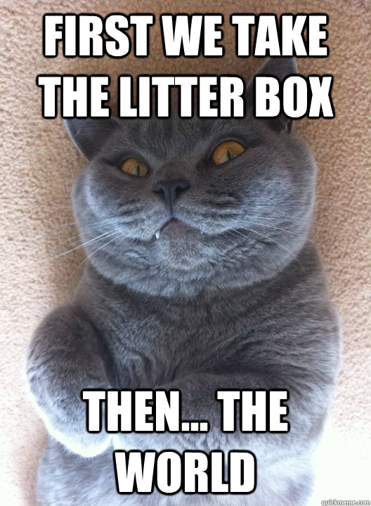First we take the Litter box then... the world  Evil Cat
