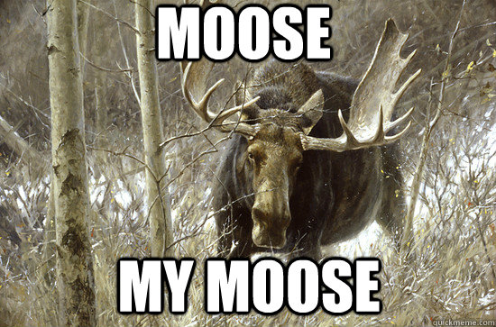 Moose My Moose   moose my moose