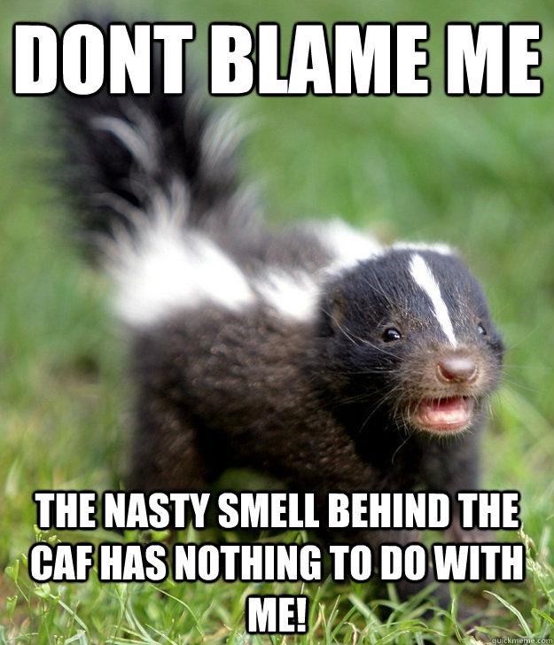 Dont blame me The nasty smell behind the caf has nothing to do with me!  - Dont blame me The nasty smell behind the caf has nothing to do with me!   Happy Skunk Baby