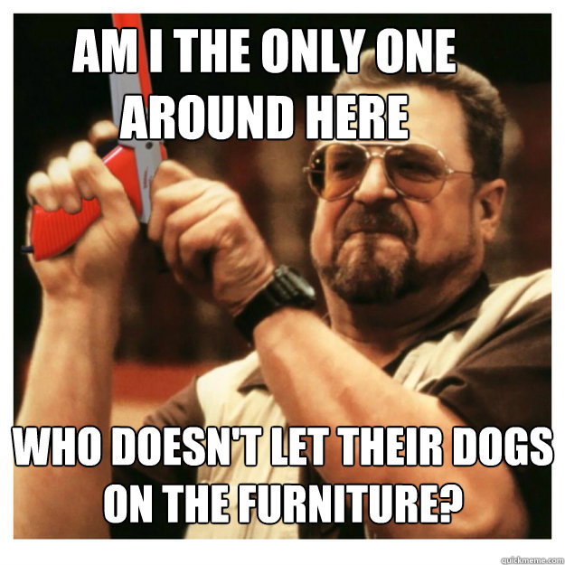 Am i the only one around here who doesn't let their dogs on the furniture?  - Am i the only one around here who doesn't let their dogs on the furniture?   John Goodman