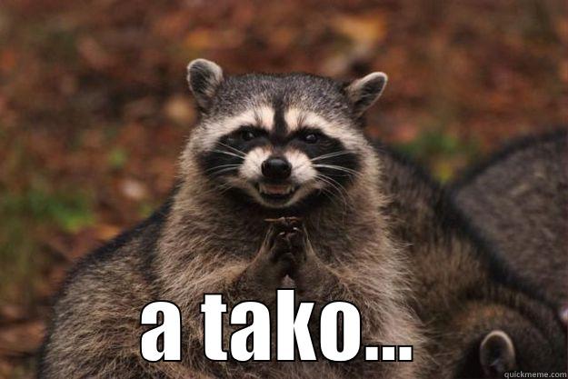   A TAKO... Evil Plotting Raccoon