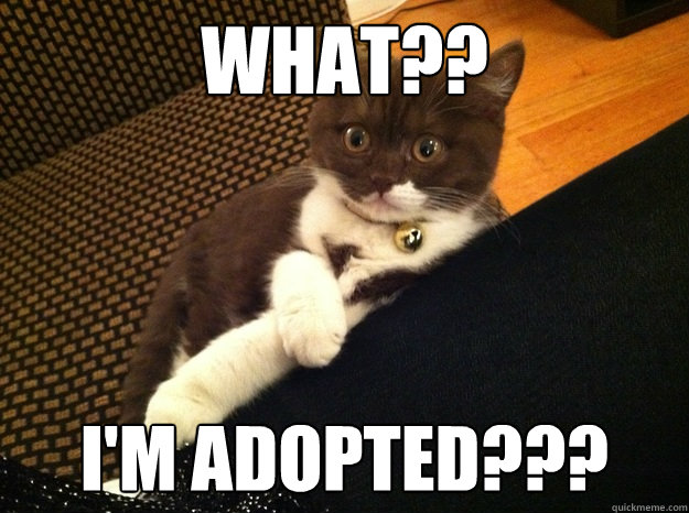 What?? I'm adopted??? - What?? I'm adopted???  Shocking Information Kitten