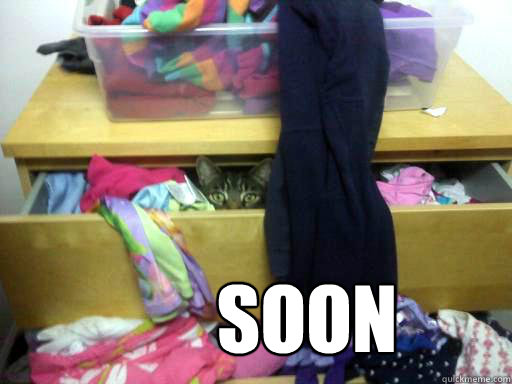 Soon  Hidden cat