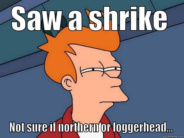 Saw a shrike - SAW A SHRIKE NOT SURE IF NORTHERN OR LOGGERHEAD... Futurama Fry