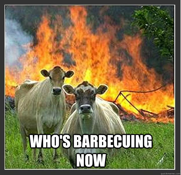  Who's barbecuing now  Evil cows