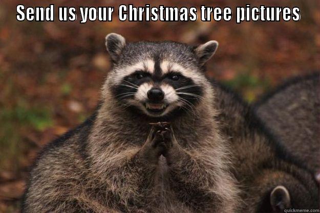 SEND US YOUR CHRISTMAS TREE PICTURES  Evil Plotting Raccoon