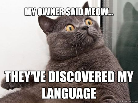 My owner said meow... THEY'VE DISCOVERED MY LANGUAGE  conspiracy cat