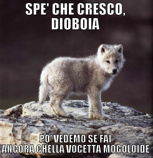 Wolf puppy is not amused - SPE' CHE CRESCO, DIOBOIA PO' VEDEMO SE FAI ANCORA CHELLA VOCETTA MOGOLOIDE Misc