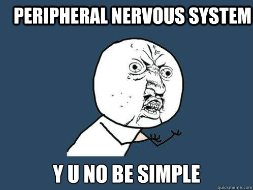 Peripheral Nervous System Y u no be simple - Peripheral Nervous System Y u no be simple  Y U No