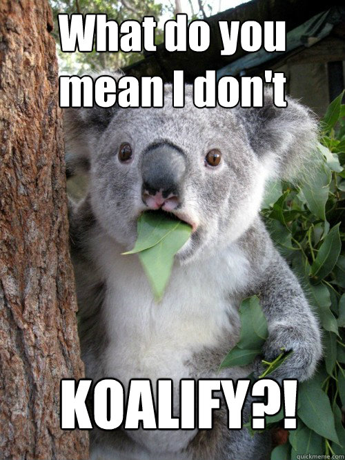 What do you mean I don't
 KOALIFY?!  