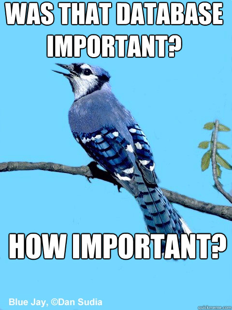 was that database important? how important?  Blue Team Bird